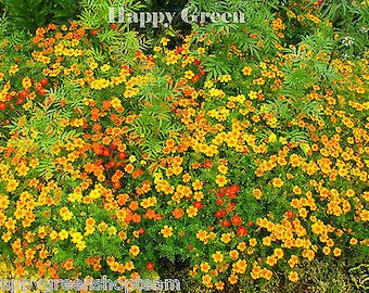 Signet marigold mixed gem - Tagetes tenuifolia - 300 seeds - balcony flower