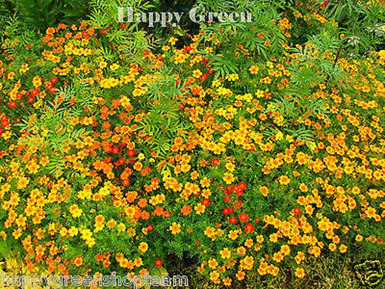 Signet marigold mixed gem Tagetes tenuifolia 300 seeds balcony flower image 1