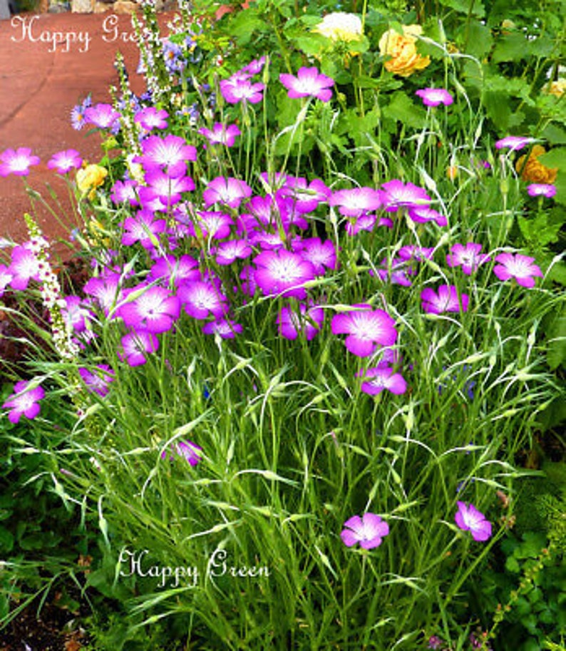 Agrostemma Milas Rose 500 SEEDS Agrostemma Githago Landscaping flower image 1