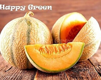 60 nasion melona charentais | Cucumis melo | Słodki melon kantalupa | Warzywa