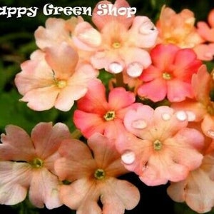 Pode incluir: Close-up de um grupo de flores delicadas de cor pêssego com gotas de água nas pétalas. As flores têm um aspecto suave e em camadas e estão dispostas de forma natural e orgânica.