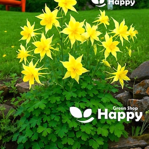 GOLDENE COLUMBINE - Gelbe Königin - Aquilegia chrysantha - 200 Samen - SELTENE Blume - mehrjährige Blume