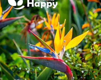 STRELITZIA - Bird of Paradise - 5 SEEDS - Tropical plant - Perennial Indoor