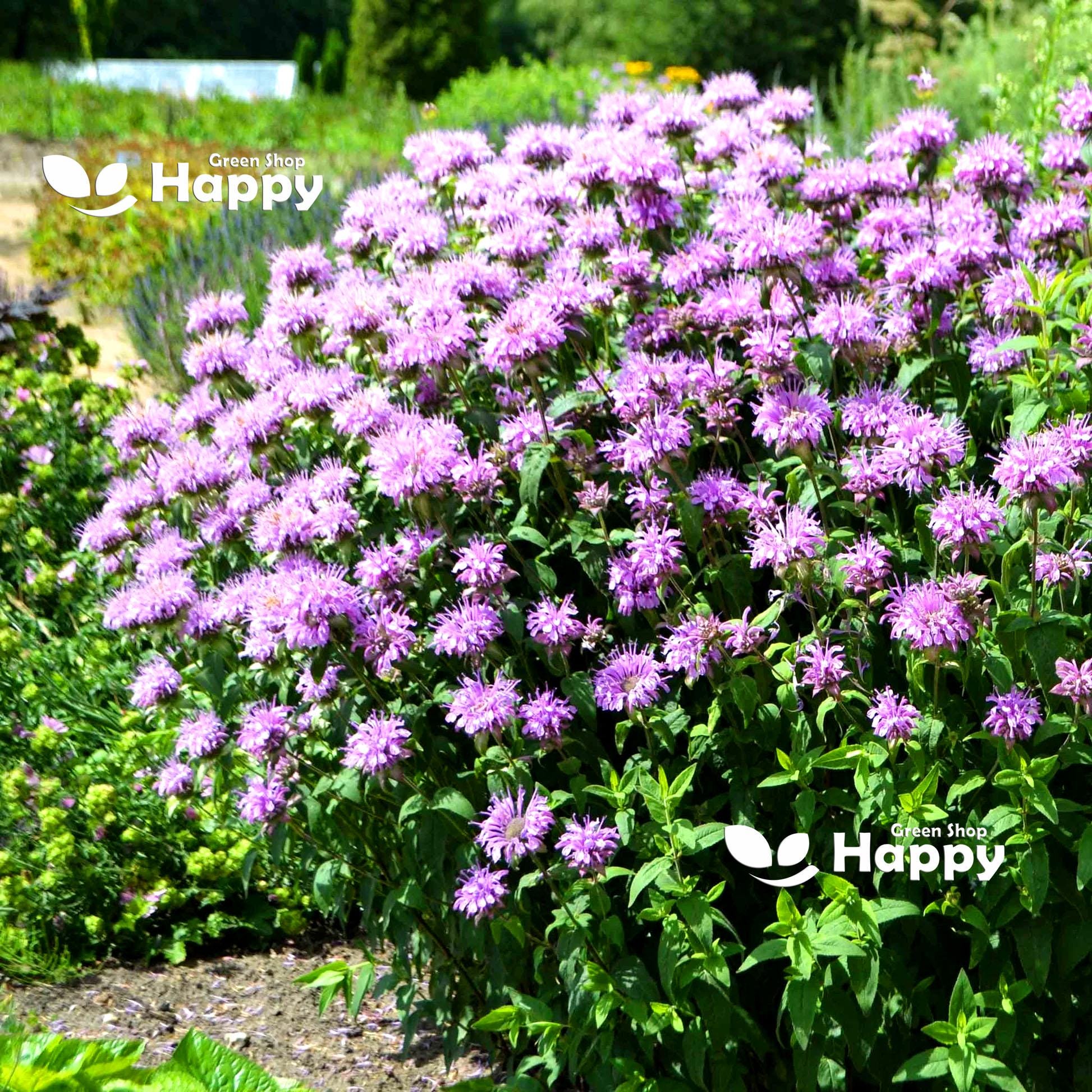 HERB BERGAMOT - 1000 seeds - Monarda fistulosa- Perennial Flower