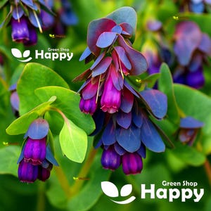 30 Honeywort Seeds | Cerinthe major 'Purpurascens' | Blue Wax Flower | Annual Pollinator Flower