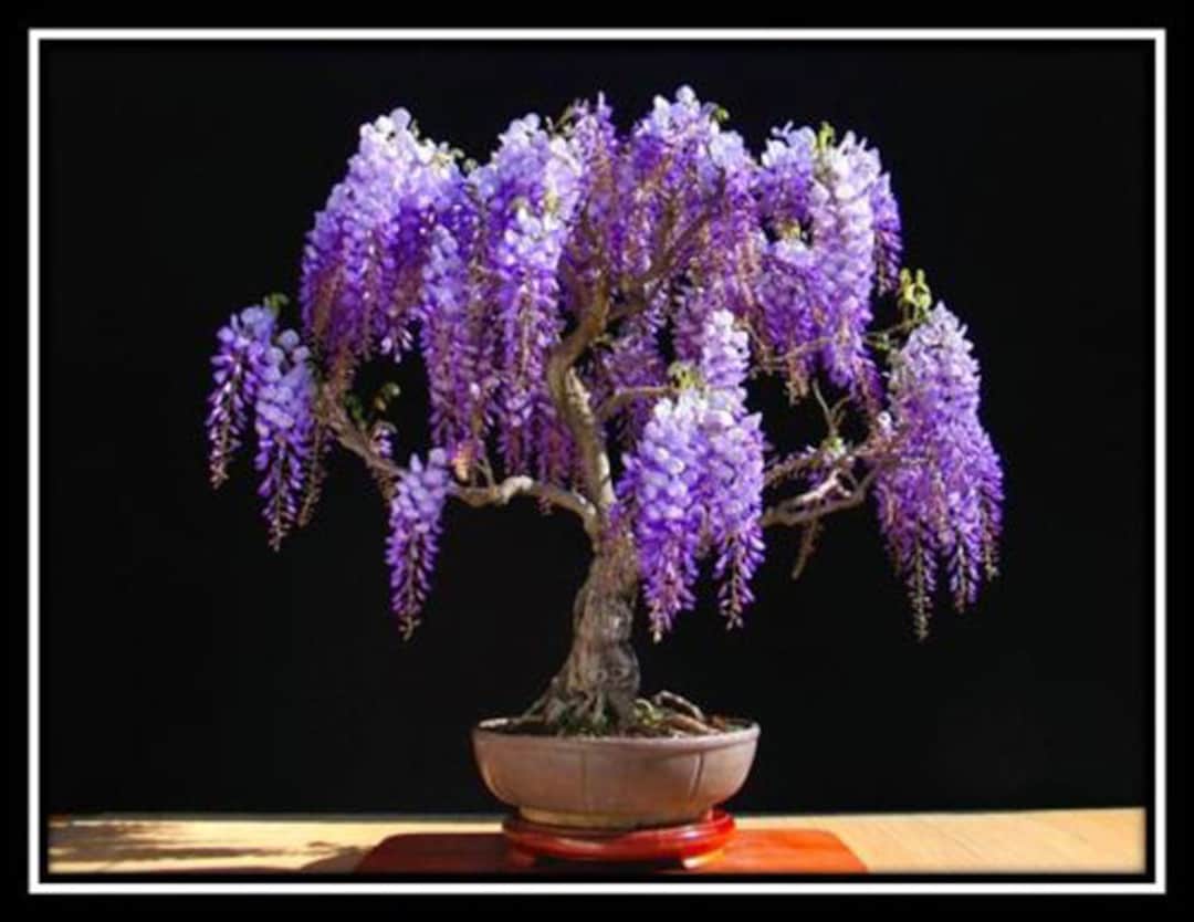 JACARANDA Mimosifolia - 40 Seeds - Bonsai Seeds - Tree Purple Flowering -  Etsy Finland