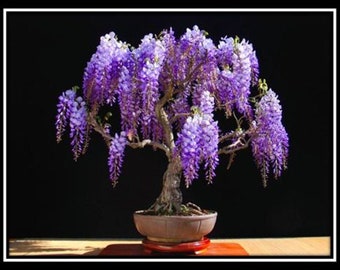 JACARANDA mimosifolia - 40 seeds - bonsai seeds - tree purple flowering