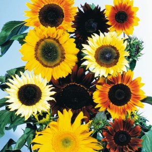 Op de afbeelding: Een boeket zonnebloemen in verschillende kleuren, waaronder geel, oranje, rood en bruin. De zonnebloemen hebben donkere centra en zijn in een cluster gerangschikt.