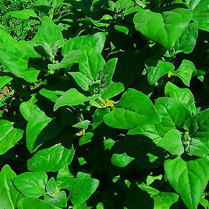 VEGETABLE New Zealand Spinach Tetragonia Tetragonioides 60 seeds image 1