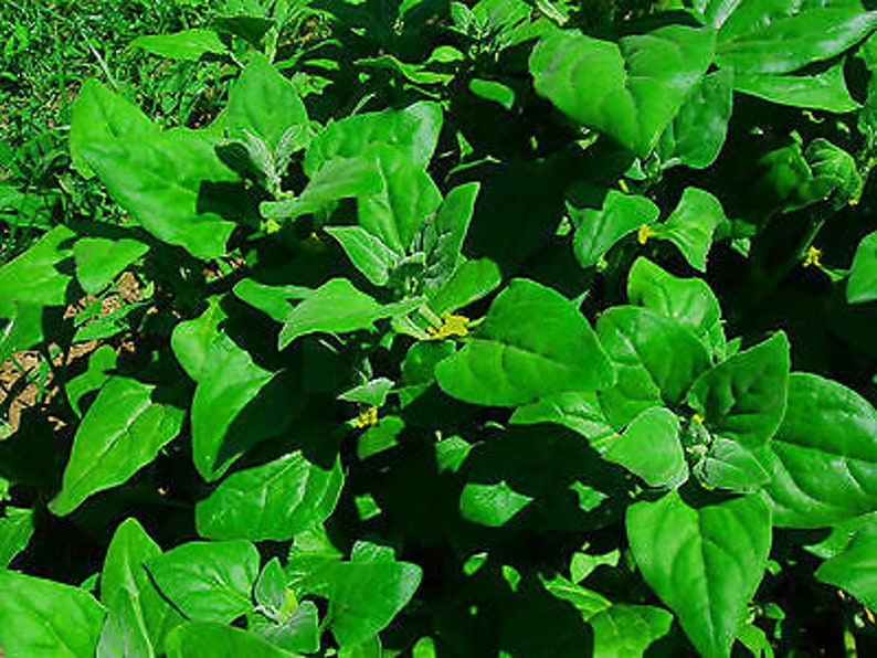 VEGETABLE New Zealand Spinach Tetragonia Tetragonioides 60 seeds image 1