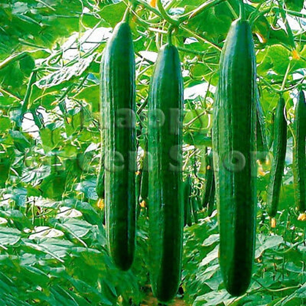 Légume - Concombre SATURN F1 - 5 graines de concombre sélectionnées - concombre long