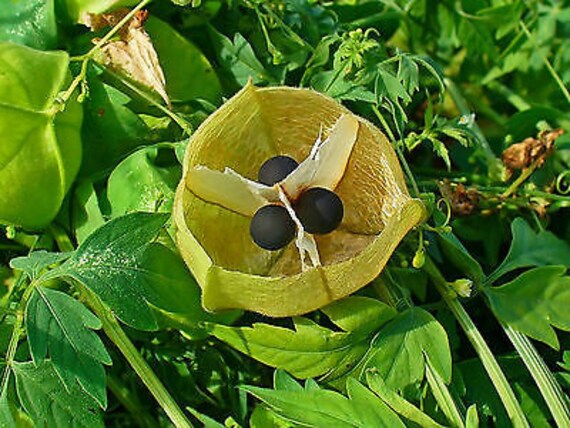 Balloon Vine 12 Seeds Cardiospermum Halicacabum Annual Etsy Ireland