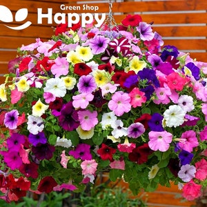 Trailing petunia mixed seeds - 2000 seeds - flower seeds - annual