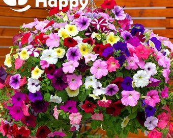 Trailing petunia mixed seeds - 2000 seeds - flower seeds - annual