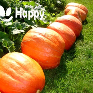 May include: A row of large, bright orange pumpkins lined up on a green grassy lawn. The pumpkins are arranged in a descending size order, with the largest pumpkin at the front of the image. The pumpkins are smooth and have a slight sheen to them. The text "Green Shop Happy" is visible in the background.