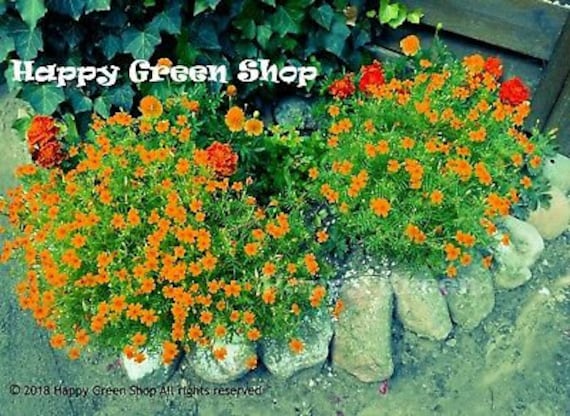 self watering moss poles Self-Watering Anchor Set – Stabilize Moss Poles with Integrated Pot and Pole  System main image 1