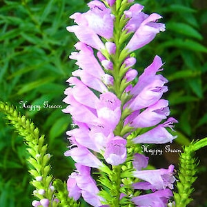 OBEDIENT PLANT Physostegia virginiana 35 seeds Perennial flower image 3