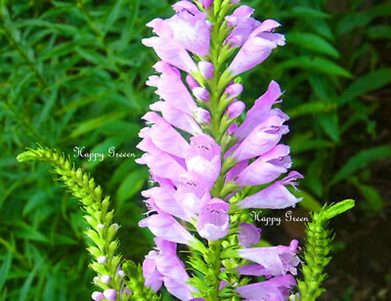 OBEDIENT PLANT Physostegia virginiana 35 seeds Perennial flower image 3