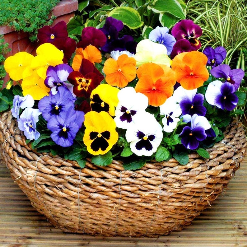 WINTER FLOWERING PANSY 300 Seeds Viola Wittrockiana Etsy UK