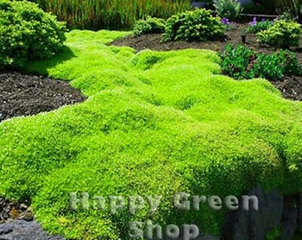 IRISH MOSS - 1000 seeds -  Sagina subulata - Heath Pearlwort Lawn - Perennial