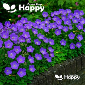 Peut inclure: Un affichage vibrant de fleurs violettes en pleine floraison, sur fond de feuillage vert luxuriant et d'une bordure en pierre vieillie. Le texte "Green Shop Happy" est visible en blanc.
