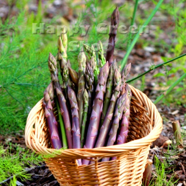 LÉGUME - ASPERGES D'ARGENTEUIL - 110 graines - Légume vivace