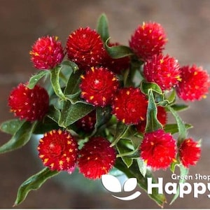 Può includere: Un mazzo di fiori di amaranto rosso a forma di globo con centri gialli. I fiori sono disposti in un vaso e hanno foglie verdi.