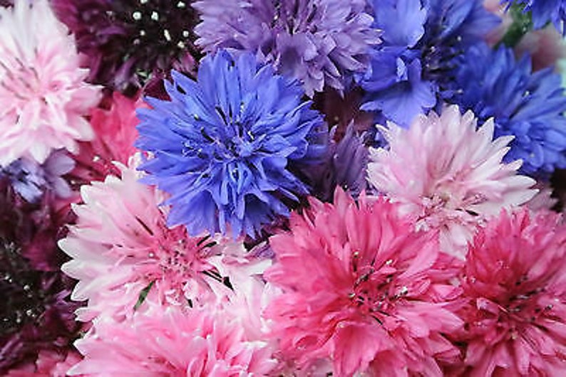 CORNFLOWER Frosty Mix BATCHELOR'S BUTTON 1200 seeds Centaurea cyanus Double Ball image 4