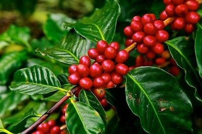Coffee Plant 10 seeds-Tropical Coffee House Plant-Coffea arabica nana Coffee Plant 10 seeds-Tropical Coffee House Plant-Coffea arabica nana