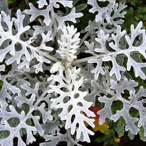 SILVER DUST - Dusty Miller - 250 frön - Cineraria maritima candicans - Blomma
