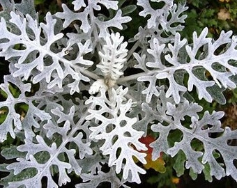 SILVER DUST - Dusty Miller - 250 seeds - Cineraria maritima candicans - Flower