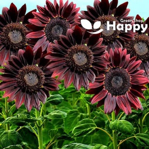 SUNFLOWER CHOCOLATE - 40 seeds - Helianthus annuus tall - Annual Flower