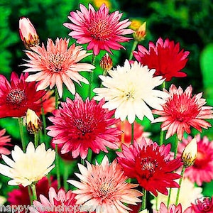 Op de afbeelding: Een close-up van een verscheidenheid aan kleurrijke bloemen, waaronder roze, rood, wit en crème. De bloemen hebben een madeliefje-achtig uiterlijk met meerdere bloemblaadjes.