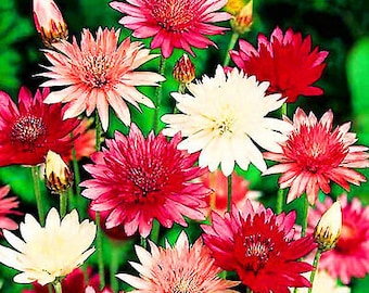 IMMORTELLE - DOUBLE MIX - 400 seeds - Xeranthemum Annuum - Everlasting Flower