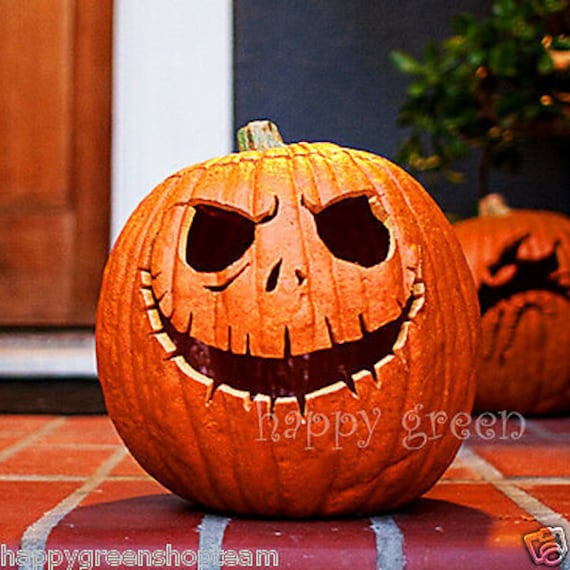25 Pumpkin Seeds | Cucurbita pepo Halloween Gold | Orange Gourd Vegetable Garden Seeds