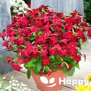 May include: A potted plant with vibrant red flowers. The plant is in a terracotta pot with a white logo that says "Happy Green Shop".