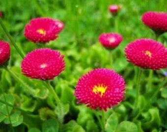 Daisy English - 500 seeds -  POMPONETTE RED - Bellis Perennis