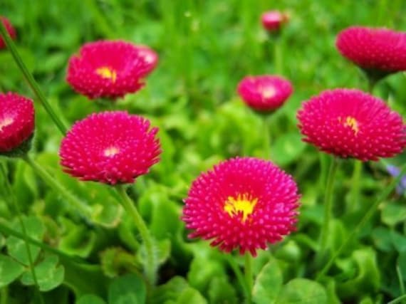 English Daisy Rose Bellis Perennis Super Enorma Seeds