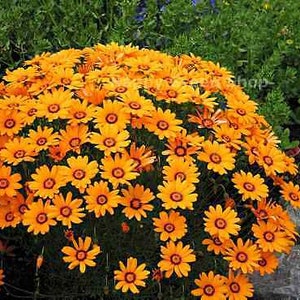Solar Fire Daisy Ursinia Anthemoides 140 seeds Annual Flower image 1