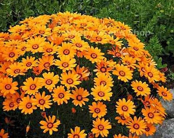 Solar Fire Daisy - Ursinia Anthemoides - 140 seeds - Annual Flower