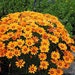 see more listings in the Fleurs - Annuel section