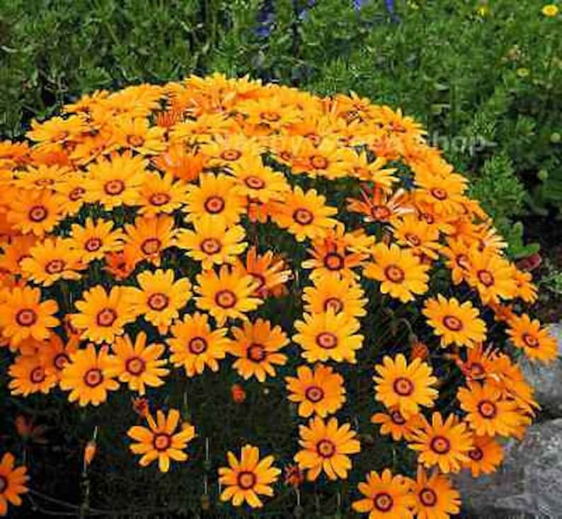 Solar Fire Daisy Ursinia Anthemoides 140 seeds Annual Flower image 1