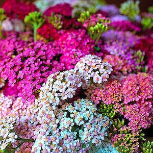 YARROW SUMMER PASTEL Mix - 1500 Samen - Achillea millefolium - Staudenblume