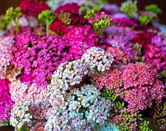 YARROW SUMMER PASTEL Mix - 1500 seeds - Achillea Millefolium - Perennial Flower