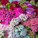 see more listings in the Flowers - Perennial section