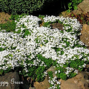 Arenaria White 50 SEEDS Arenaria Montana Perennial Flower Alpine Rock image 3