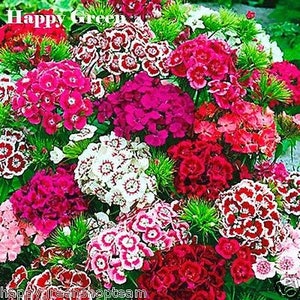 SWEET WILLIAM MIX - 1000 seeds - Dianthus barbatus - Flower