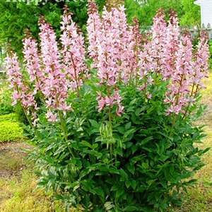 BURNING BUSH - 25 SEEDS - Dictamnus Fraxinella - Attractive to bees - Flower