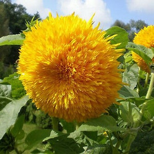 Giant sunflower - SUNGOLD - 25 seeds - Helianthus annuus - Annual tall plant