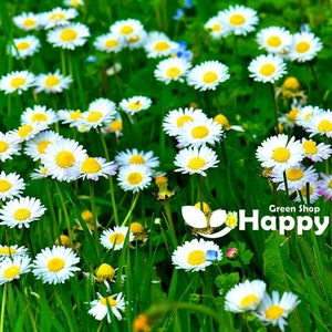 MEADOW ENGLISH DAISY white 1000  seeds - Bellis perennis - perennial wild flower